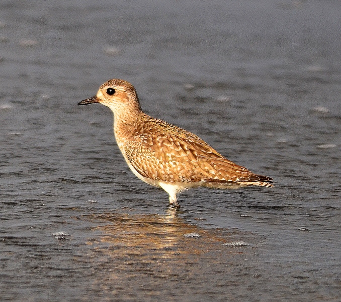 Pluvialis squatarola  ( Pivieressa)